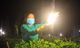 Kỹ thuật ép 'Cúc' không ngủ ở thủ phủ hoa tết Quảng Ngãi