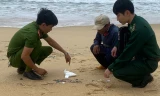 Hơn 3.000 viên nén trôi dạt vào bờ biển Quảng Ngãi không phải ma túy
