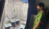 Phát hiện hai người nước ngoài nghi trồng cây cần sa ở Đà Nẵng