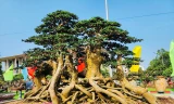 Choáng ngợp hơn 1.000 'siêu cây', bonsai hội tụ về Quảng Ngãi