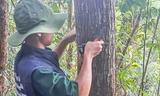 Gắn QR cho cây giống tự nhiên, lan tỏa ý thức bảo vệ rừng đến cộng đồng