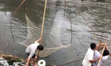 Người dân Thủ đô đổ xô đi bắt cá sau mưa bão