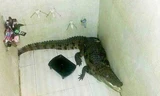 Giật mình phát hiện cá sấu mét rưỡi trong phòng tắm