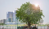 Ngắm bến Bạch Đằng - 'mặt tiền' TPHCM đẹp hiện đại trong diện mạo mới