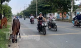 Trâu bò thả rông giữa đường gây bất an cho người dân