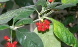 Cây psychotria insularum (matalafi) thuộc họ Thiến thảo. (Ảnh: Wikipedia)
