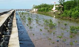 Kè ngầm tạo bãi bảo vệ Mũi Cà Mau.