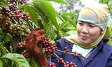 Giá cà phê xuất khẩu giảm trước niên vụ mới