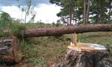 Một số cây thông vừa bị đốn hạ.