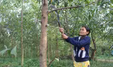 Gia đình chị Đinh Thị Vai thoát nghèo với cây keo. Ảnh: H. Văn