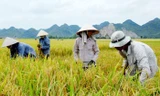 Việt Nam cử người sang Venezuela giúp trồng lúa