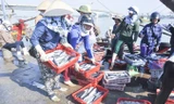 Cá biển vào Cảng cá Cửa Việt.