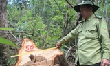 Hiện trường vụ phá rừng. Ảnh H. Văn