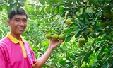  Ông Huy với vườn quýt bán vào siêu thị. Ảnh: Ngọc Huyền