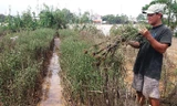 Nông dân xã Phú Mậu (Phú Vang, TT-Huế) rầu rĩ bên ruộng hoa bị mất trắng, thối rũ do ngập lũ.