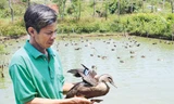 Ông Vượng nuôi vịt trời mang lại hiệu quả kinh tế cao.