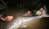 Loài cá tra dầu khổng lồ sông Mekong. Nguồn: Aquanetviet