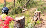 Hàng loạt cây thông lớn bị cưa hạ.