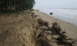 Bờ biển bị sạt lở nghiêm trọng