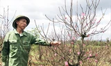 Đào Nhật Tân nở hoa trên cao nguyên đúng dịp Tết.