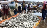Vụ cá chết bất thường ở Thanh Hóa: Kết luận do thủy triều đỏ là vội vàng