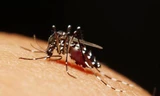 Muỗi vằn (Aedes aegypti) truyền virus Zika, sốt xuất huyết dengue, sốt chikungunya và sốt vàng da.