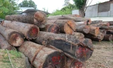 Gỗ mua thanh lý của Phượng “râu” được tập kết hai bên quốc lộ 14C.