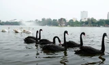 Thiên nga có thể sinh trưởng tốt ở môi trường hồ Gươm?