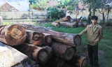 Gỗ lậu được đưa về Hạt Kiểm lâm thành phố Kon Tum