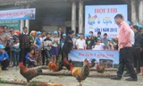 Sôi nổi Hội thi gà sáu cựa trên đỉnh Mẫu Sơn. Ảnh: Duy Chiến