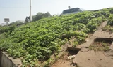 Trồng rau trên thân đê
