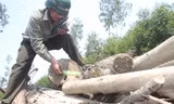 Cán bộ đội bảo vệ rừng đo đạc số lượng gỗ thông tại bãi tập kết của lâm tặc