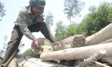 Cán bộ đội bảo vệ rừng đo đạc số lượng gỗ thông tại bãi tập kết của lâm tặc