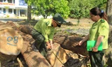 26 lóng gỗ được phát hiện tại huyện Kon Rẫy