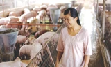 Đột phá khoa học cho ngành chăn nuôi heo