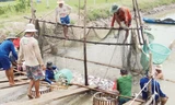 Người nuôi cá tra vẫn nghèo khó. Ảnh: Sáu Nghệ