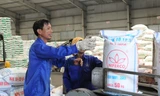 Các DN phân bón kiến nghị nên tính thuế VAT 0%, thay vì “không chịu thuế” để cả DN và nông dân được lợi. Ảnh: Thái Nguyên