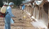 Sát trùng ở cửa khẩu, lối mở biên giới để ngăn H7N9