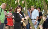 Du khách ăn thử trái ca cao chín trong vườn ca cao ở đường Y Ngông