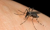 Zika, quai bị cùng lúc tấn công TPHCM