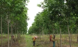 Mủ cao su rớt giá, công nhân lao đao