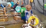 Bộ NN&PTNT khuyến cáo, nếu các địa phương thả lỏng cho người dân tự phát nuôi cá tra, sẽ dẫn đến nguy cơ vỡ trận. Ảnh: Bình Phương.
