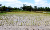Ruộng lúa khô cạn, lúa chết cháy. Ảnh: N.T.H