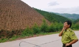 Ông Phạm Văn Triển, Hạt trưởng Hạt Kiểm lâm Đông Triều vào tận nơi rừng phòng hộ bị chặt phá.