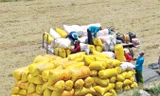 Xuất khẩu gạo vẫn thiếu tính bền vững, do thiếu các vùng liên kết nguyên liệu. Ảnh: Hòa Hội.