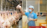 Gà Việt Nam sẽ được xuất khẩu sang Nhật