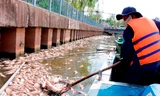 Cá chết nổi dày đặc trên kênh Nhiêu Lộc - Thị Nghè.