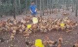 Trần Hữu Đức với đàn gà thả vườn.