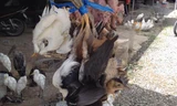 Các loại chim hoang dã được công khai bày bán tại chợ thị trấn Thạnh Hóa (Long An).