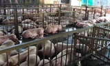 Hàng nghìn con heo bị tiêm thuốc an thần: Có 'vòng nguồn gốc' vẫn bị tiêm 
